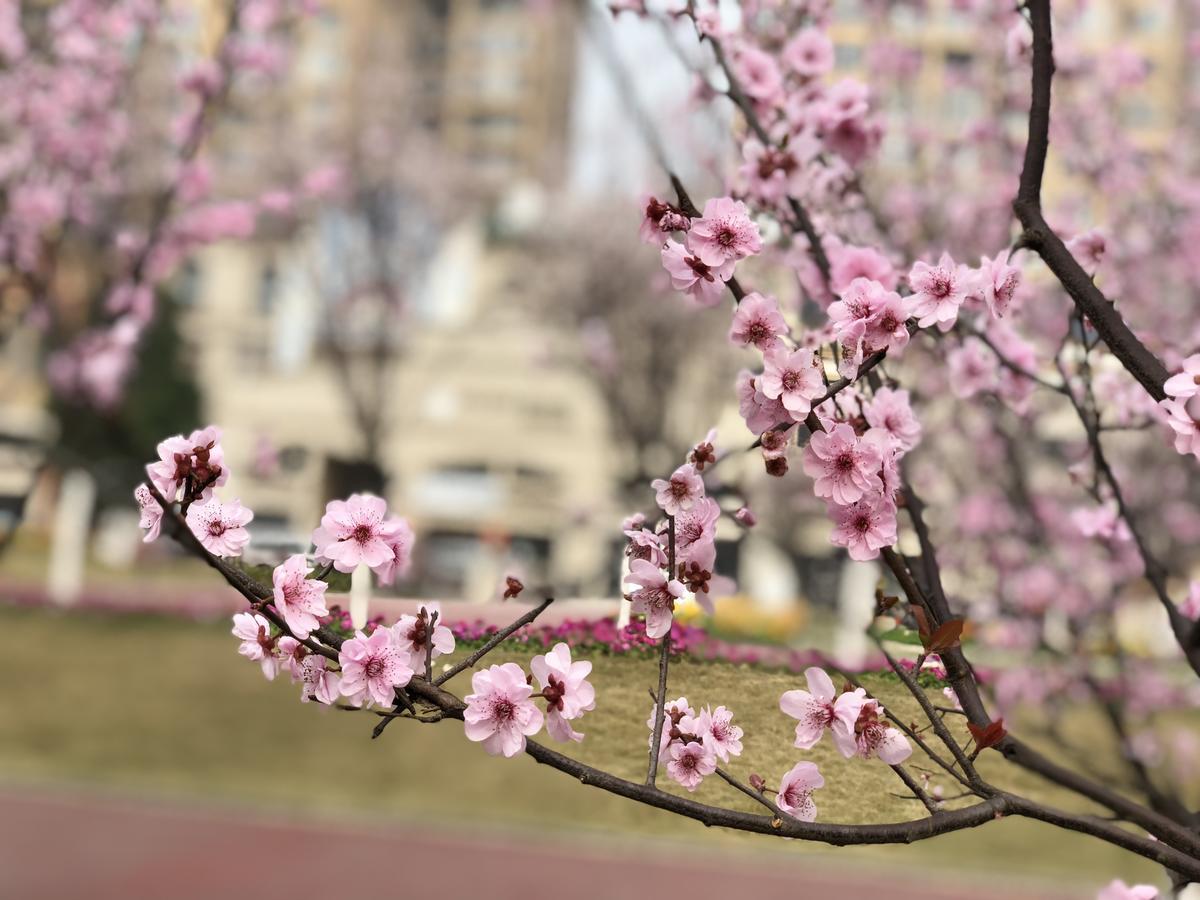 Emei Mountain Xileer Hotel Emeishan Εξωτερικό φωτογραφία